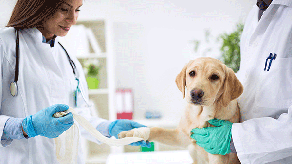 Pre-Medicine/Pre-Veterinary Transfer Pathway
