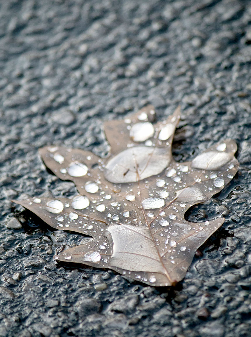 Wet Leaf